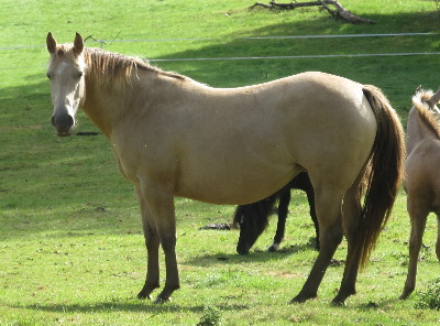 Quarter Horse mare, Kernow Amba Moet